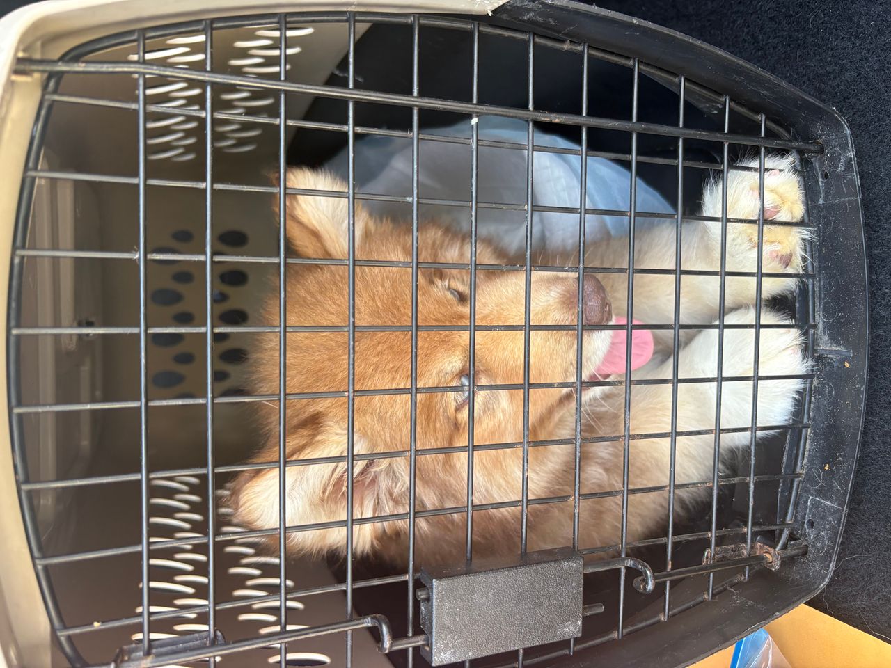 Pet travel photo 6