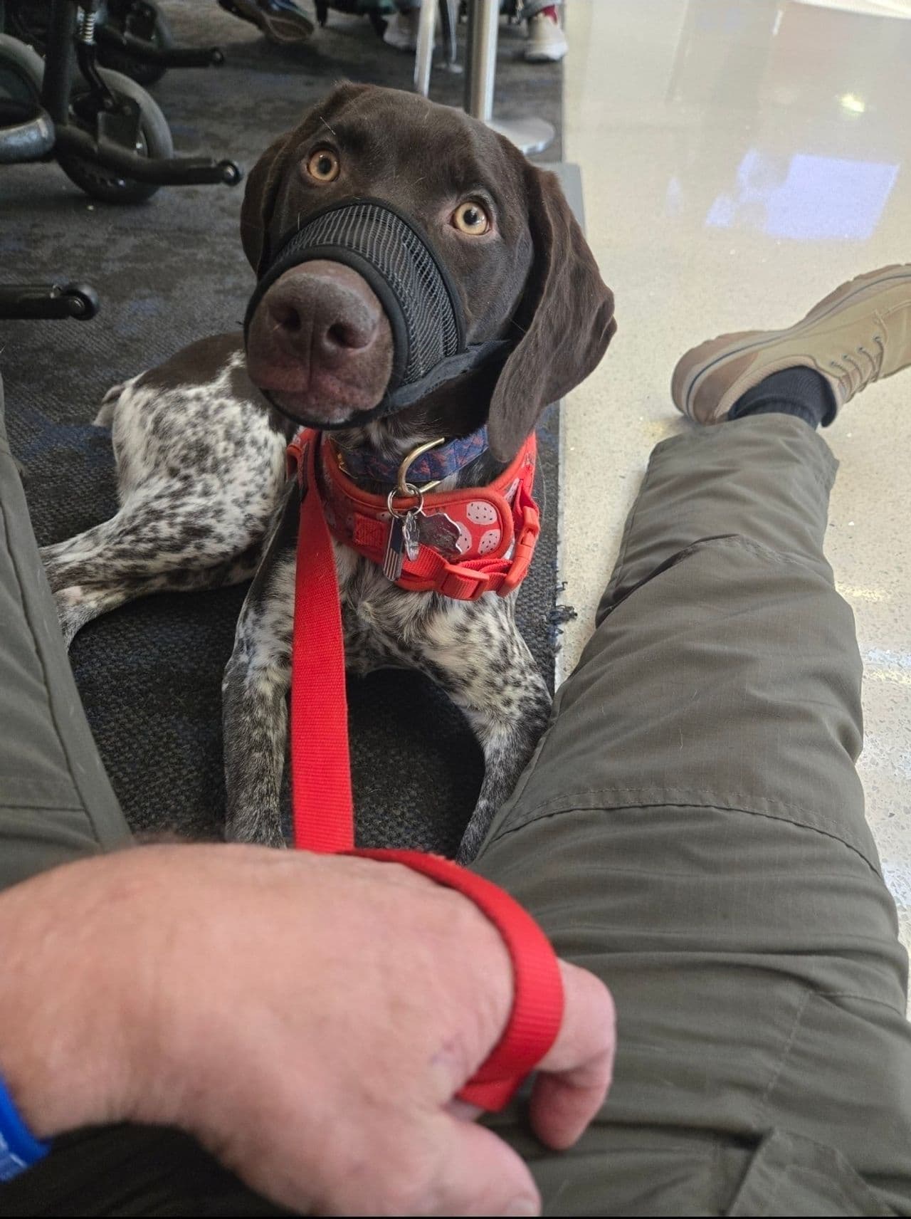 Pet travel photo 2