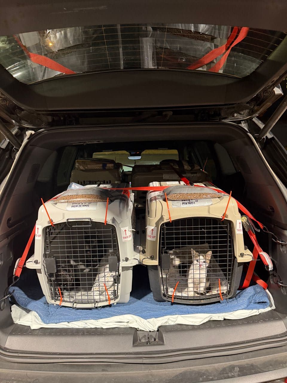 Pet travel photo 5