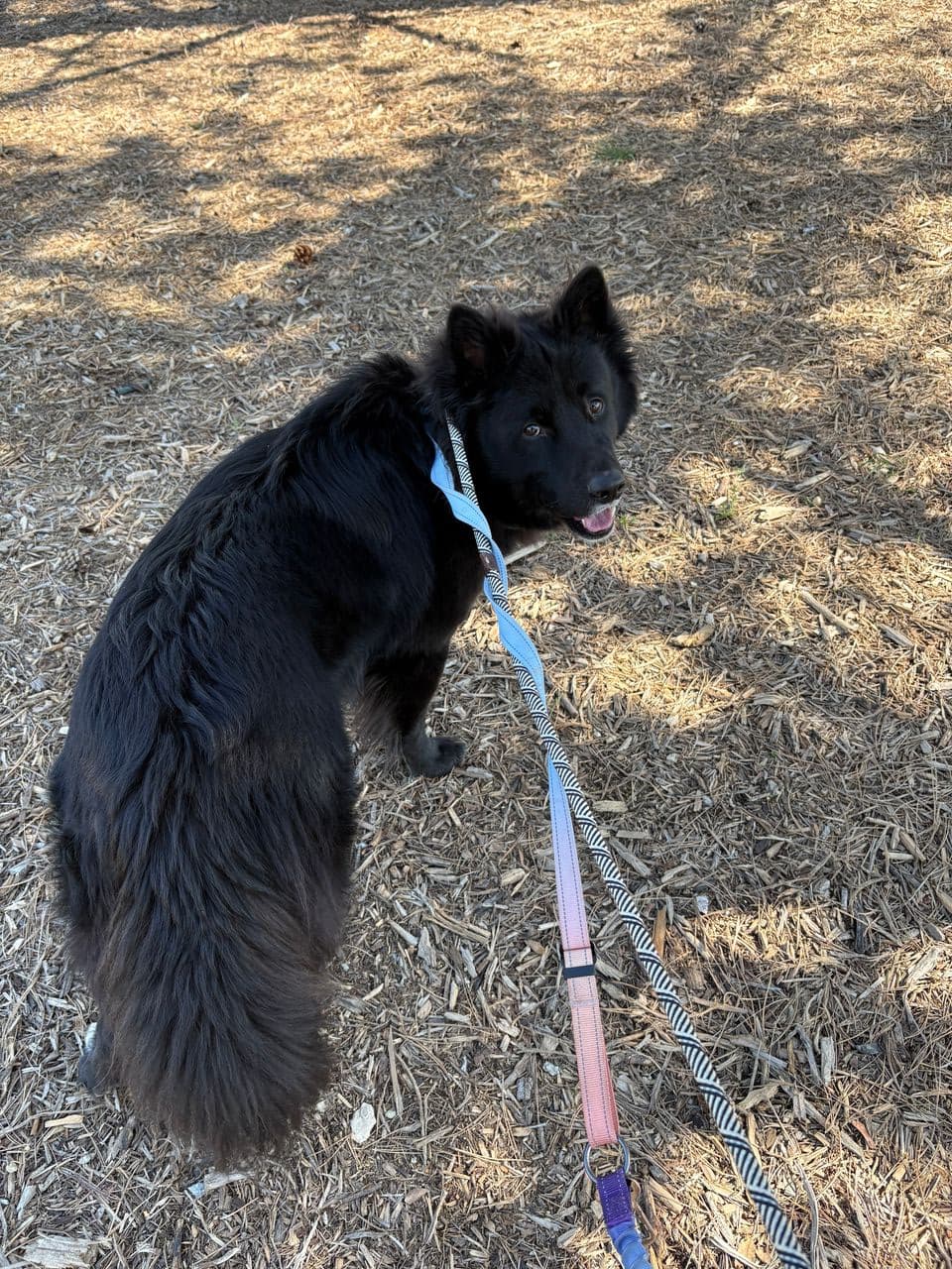 Pet travel photo 1