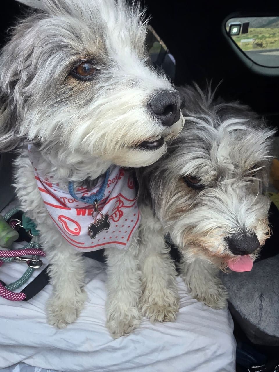 Pet travel photo 5