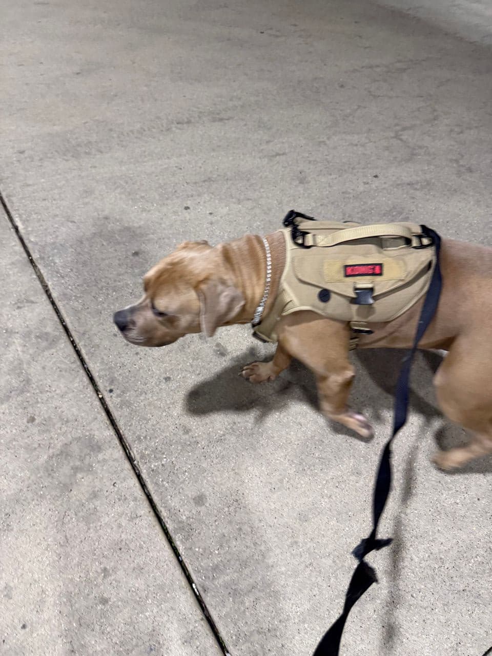 Pet travel photo 2