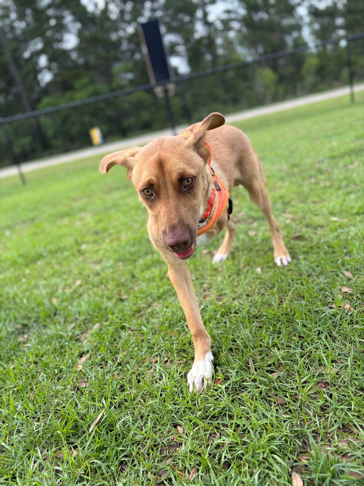 Pet travel photo 2