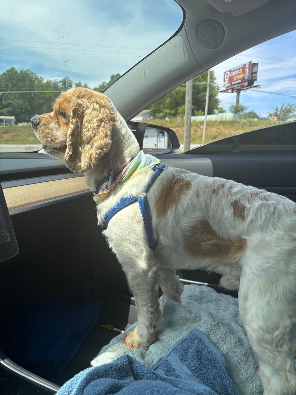 Pet travel photo 4