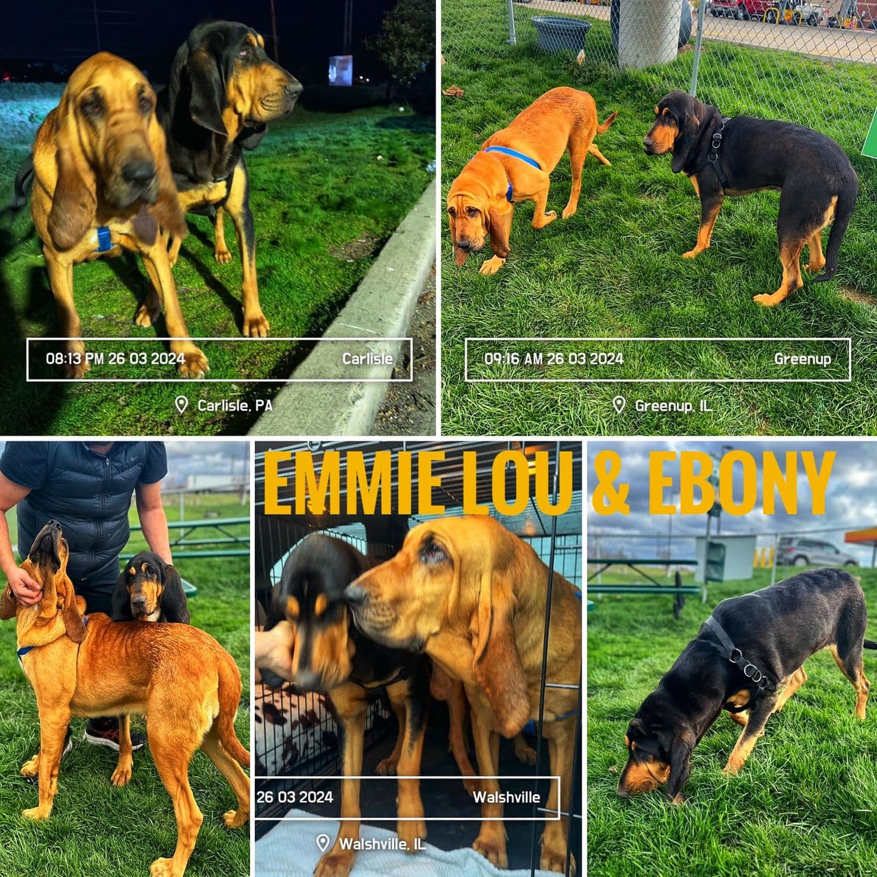 Pet travel photo 6