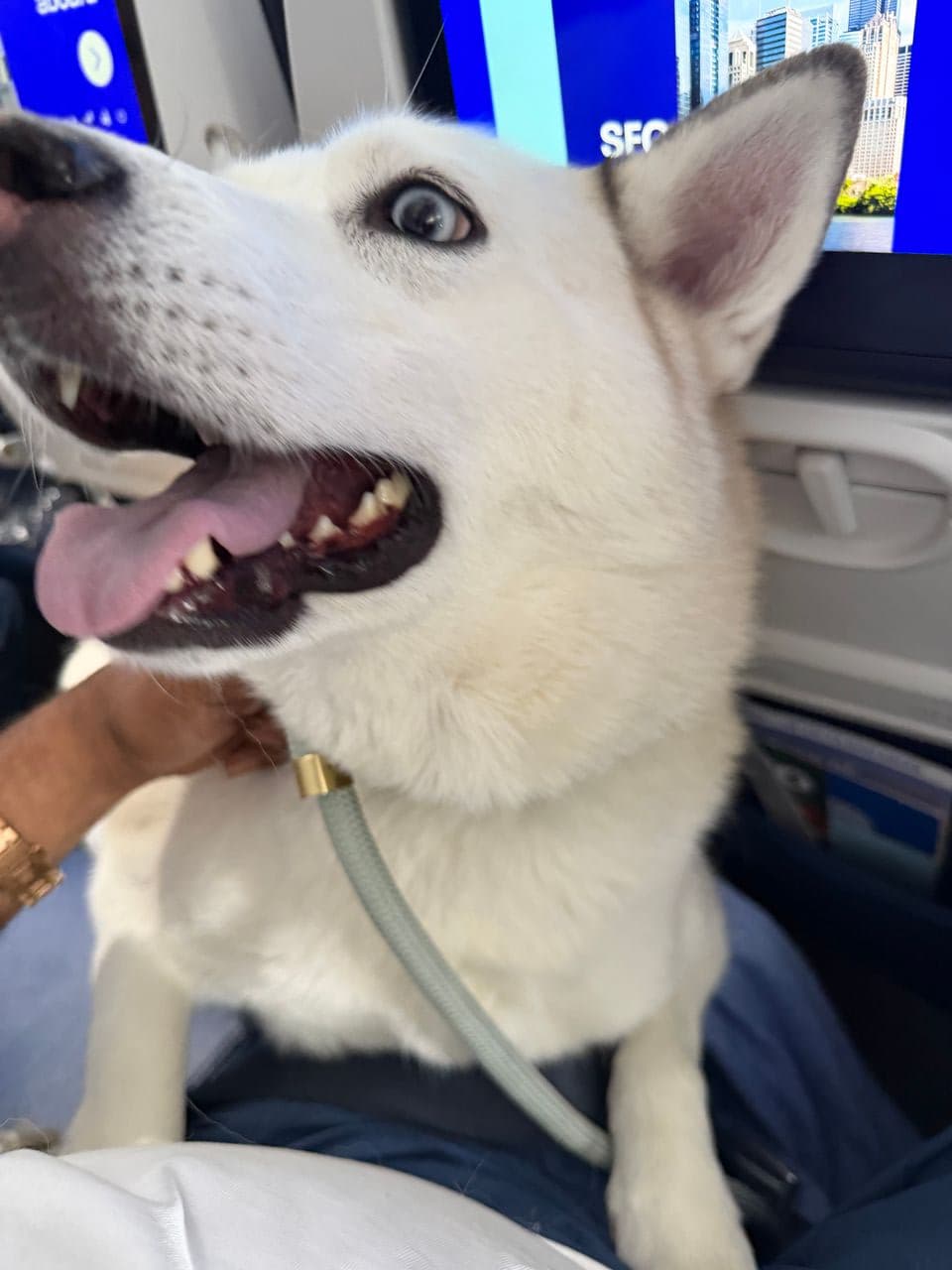 Pet travel photo 6