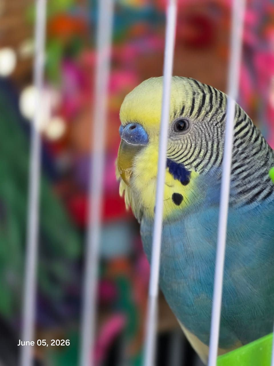Pet travel photo 2