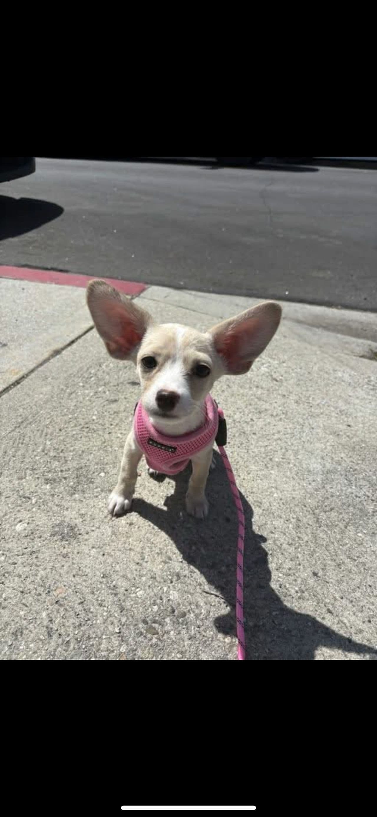 Pet travel photo 5
