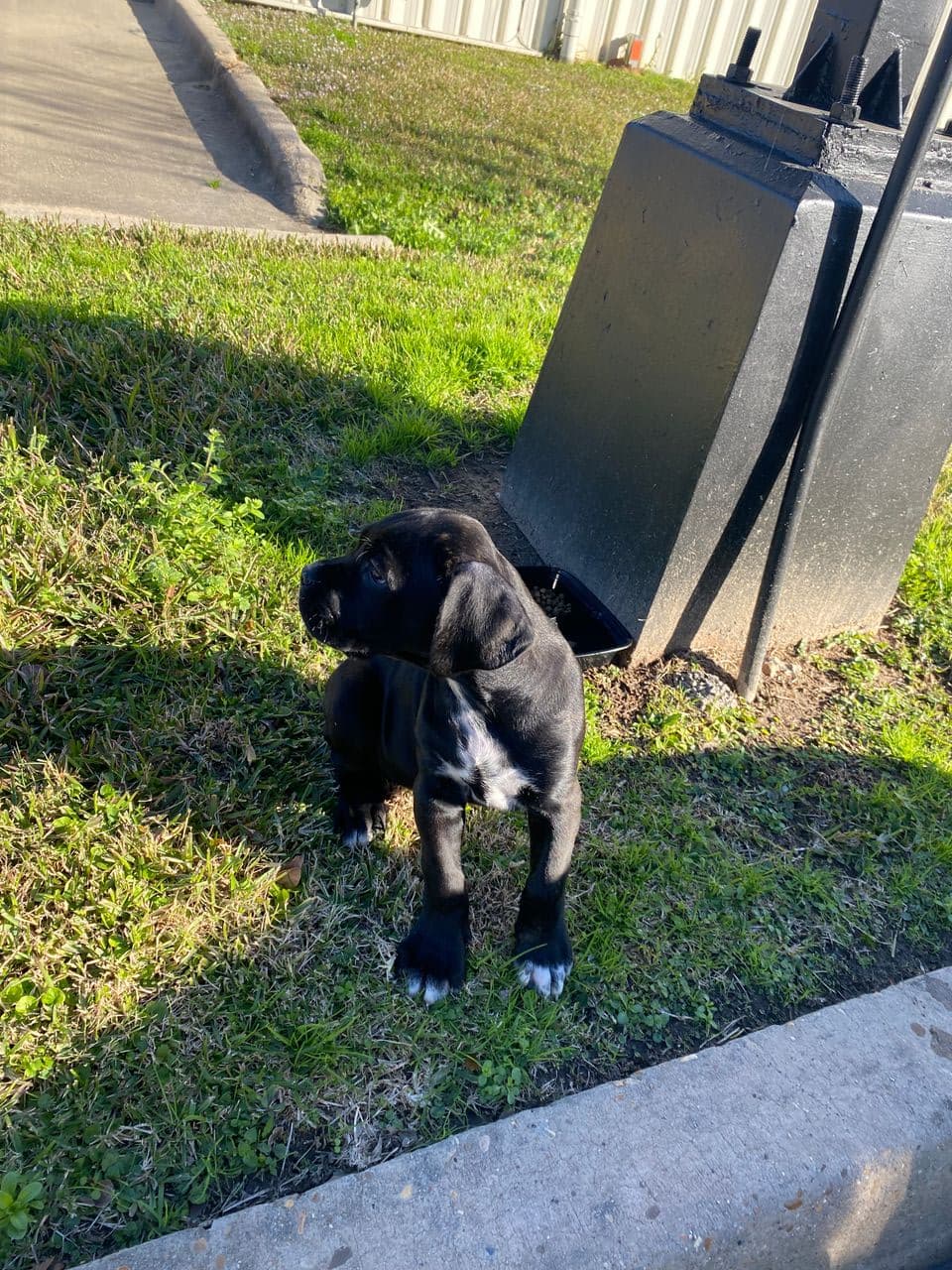 Pet travel photo 2