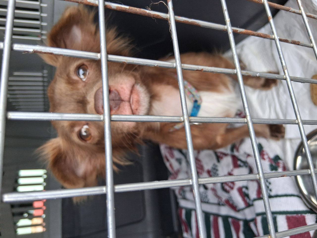 Pet travel photo 1