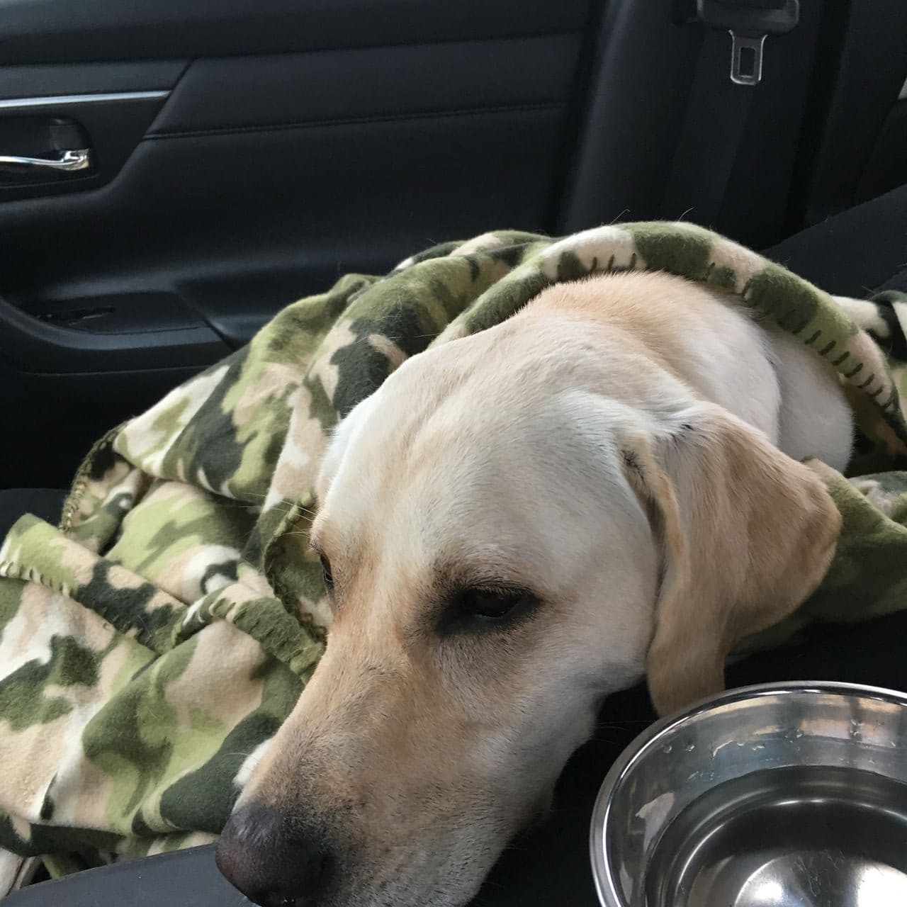 Pet travel photo 2