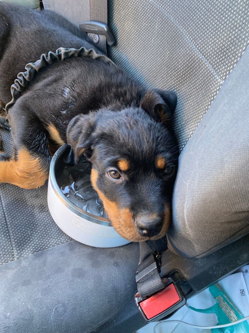 Pet travel photo 4