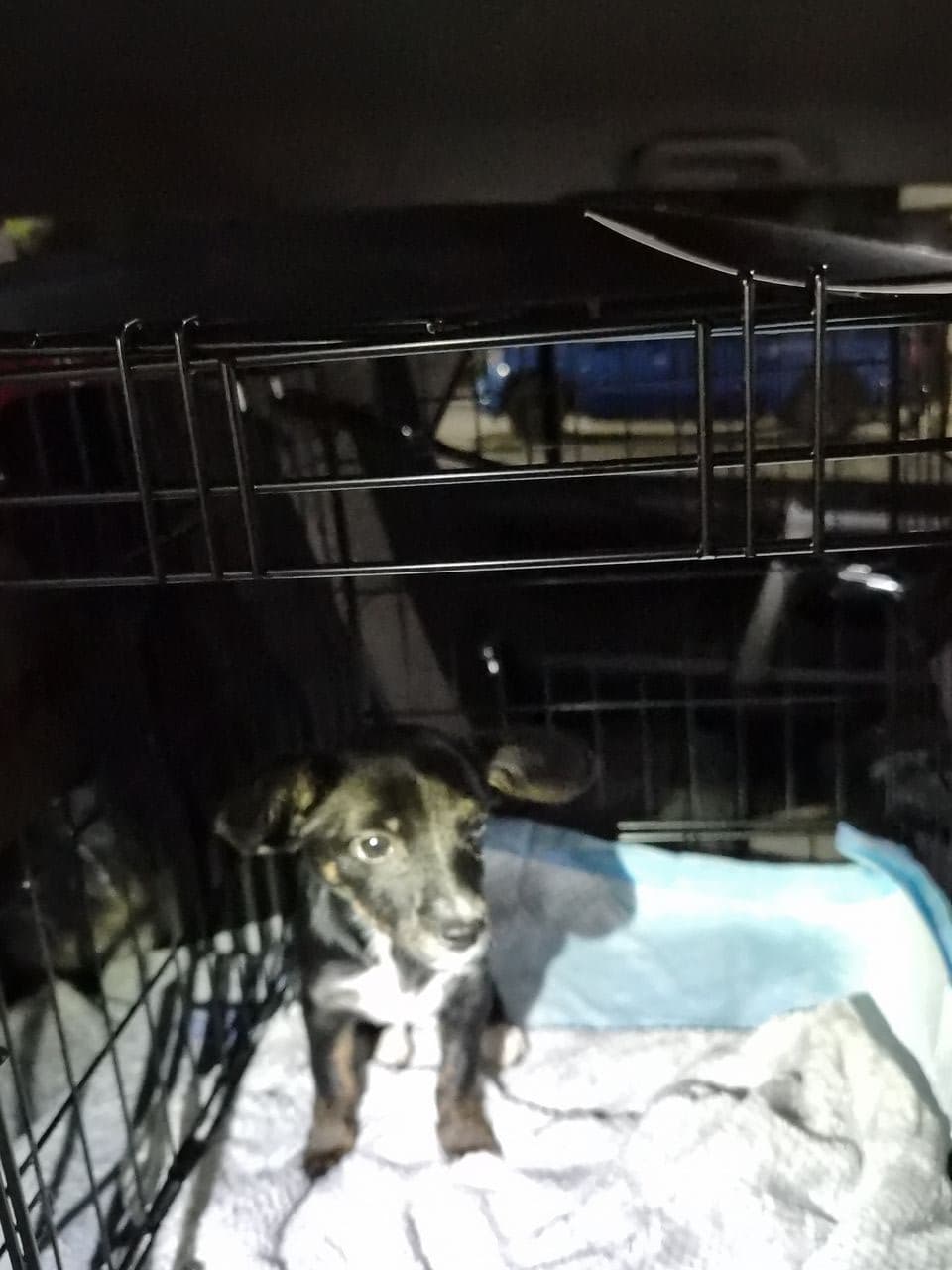 Pet travel photo 5