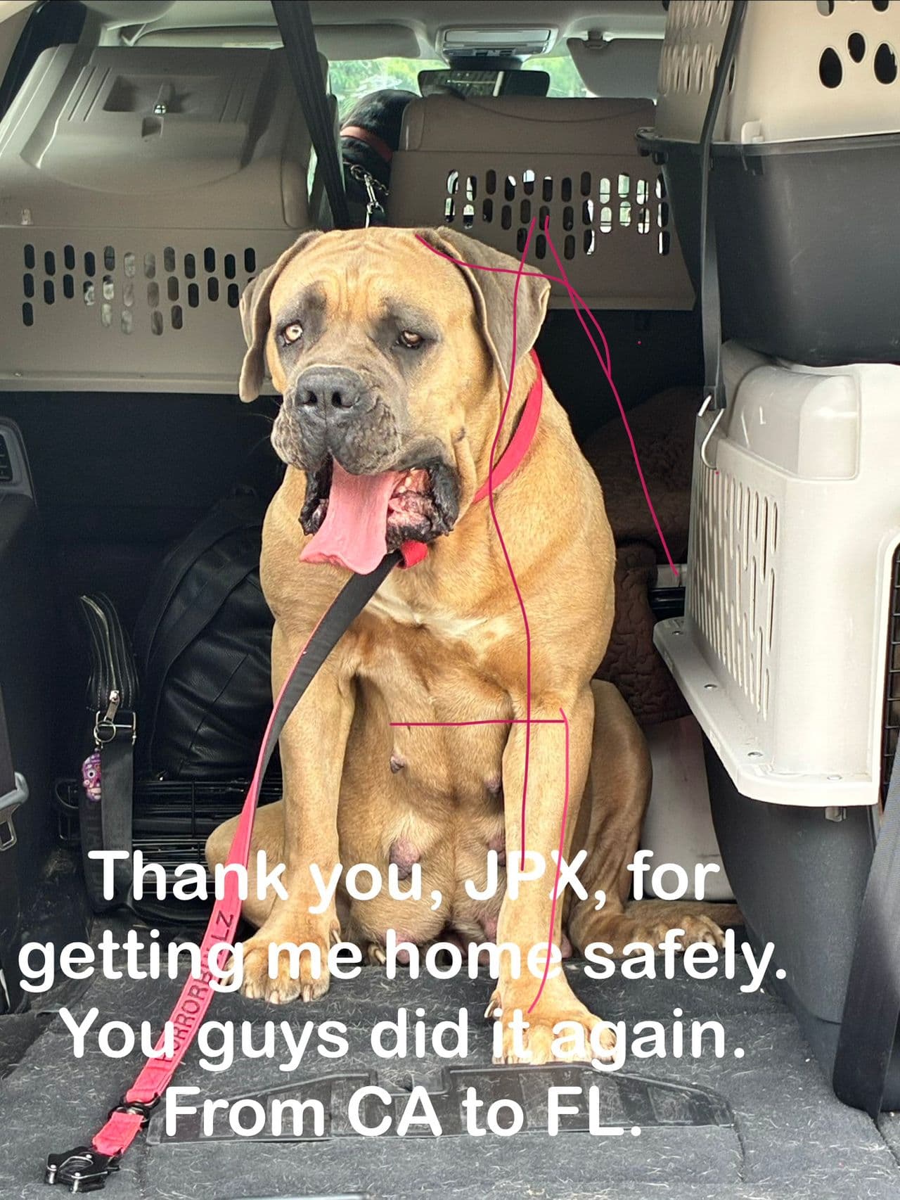 Pet travel photo 4