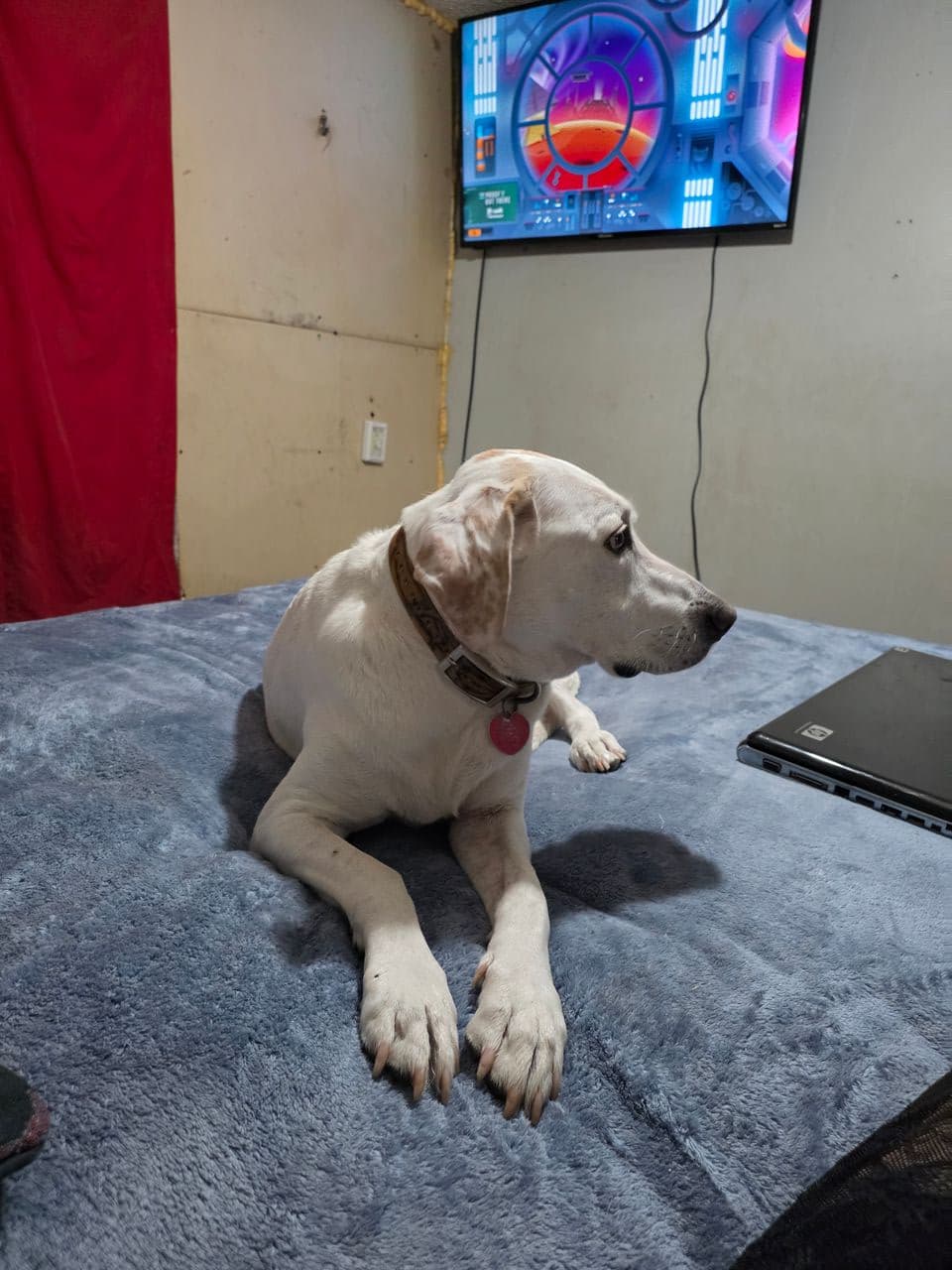 Pet travel photo 1