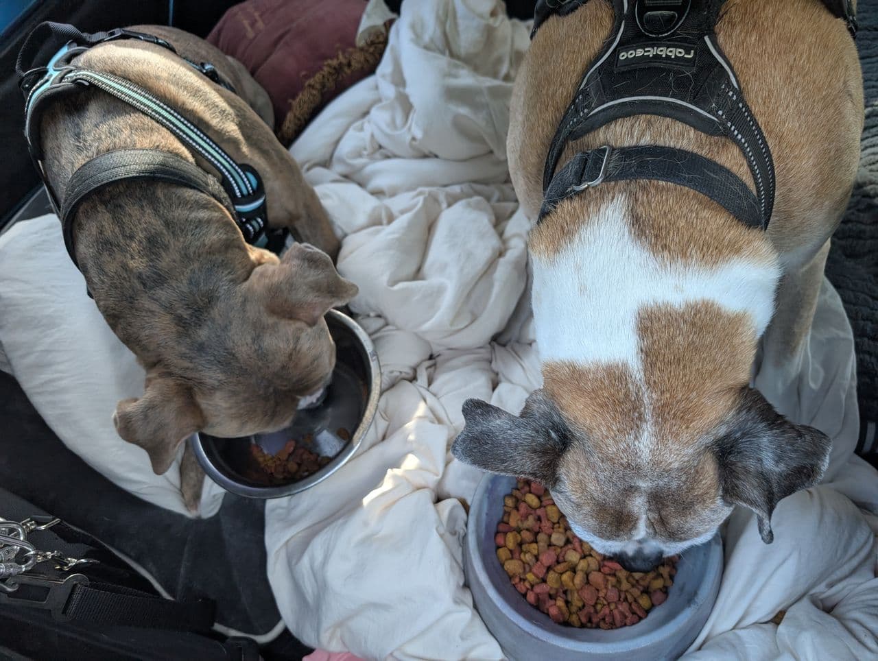 Pet travel photo 3