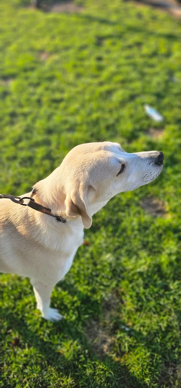 Pet travel photo 1