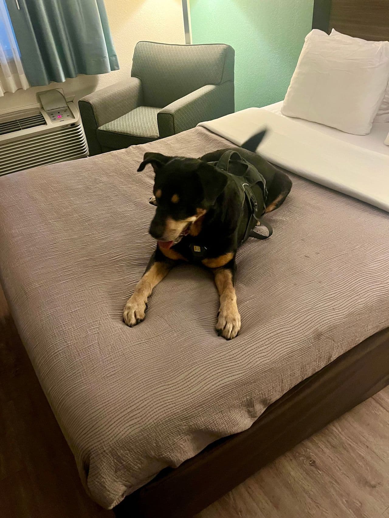 Pet travel photo 2