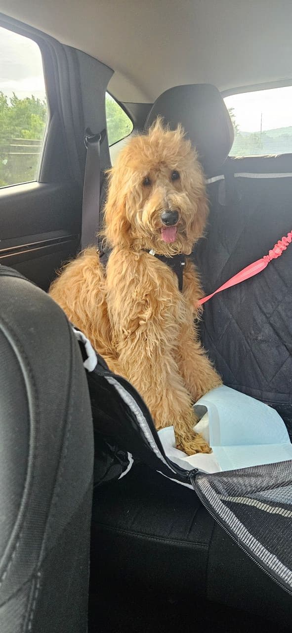 Pet travel photo 6