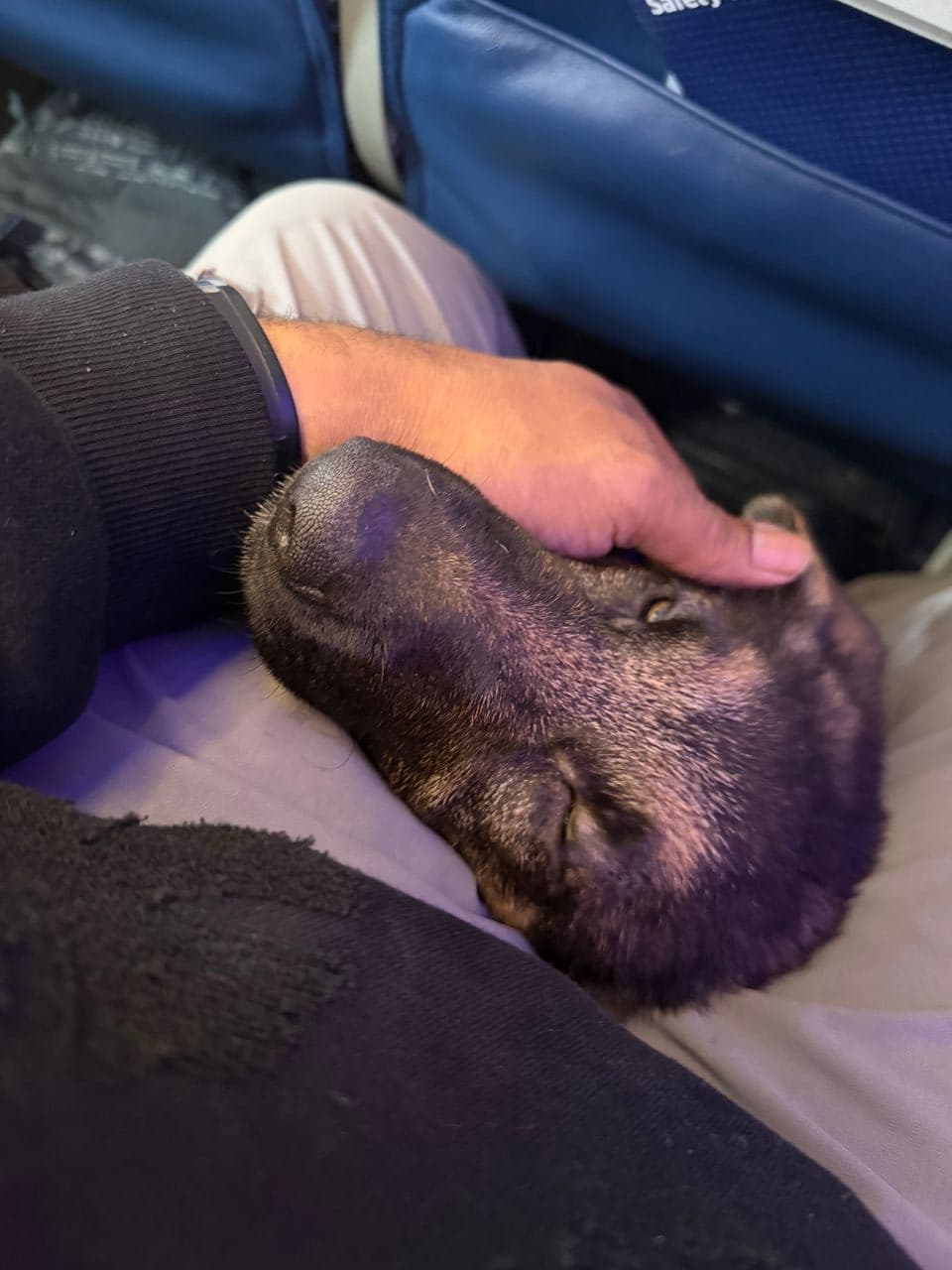 Pet travel photo 3