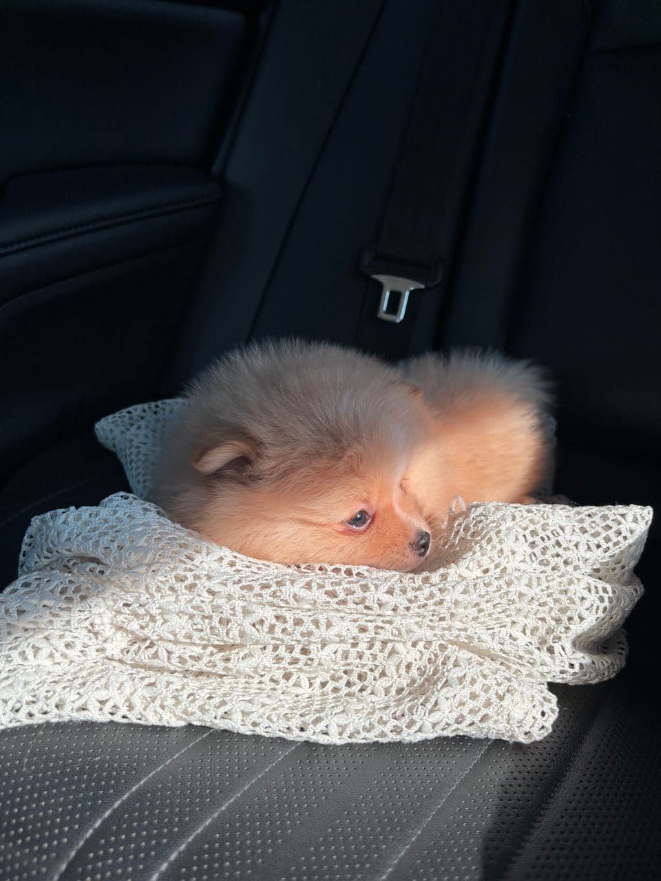 Pet travel photo 3