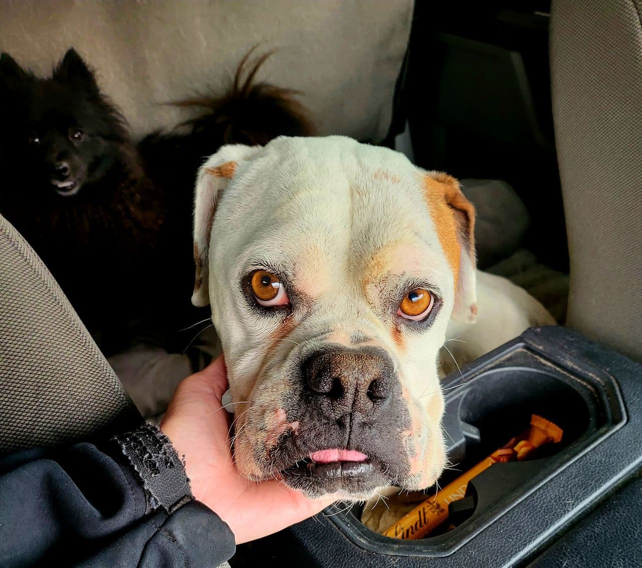 Pet travel photo 3