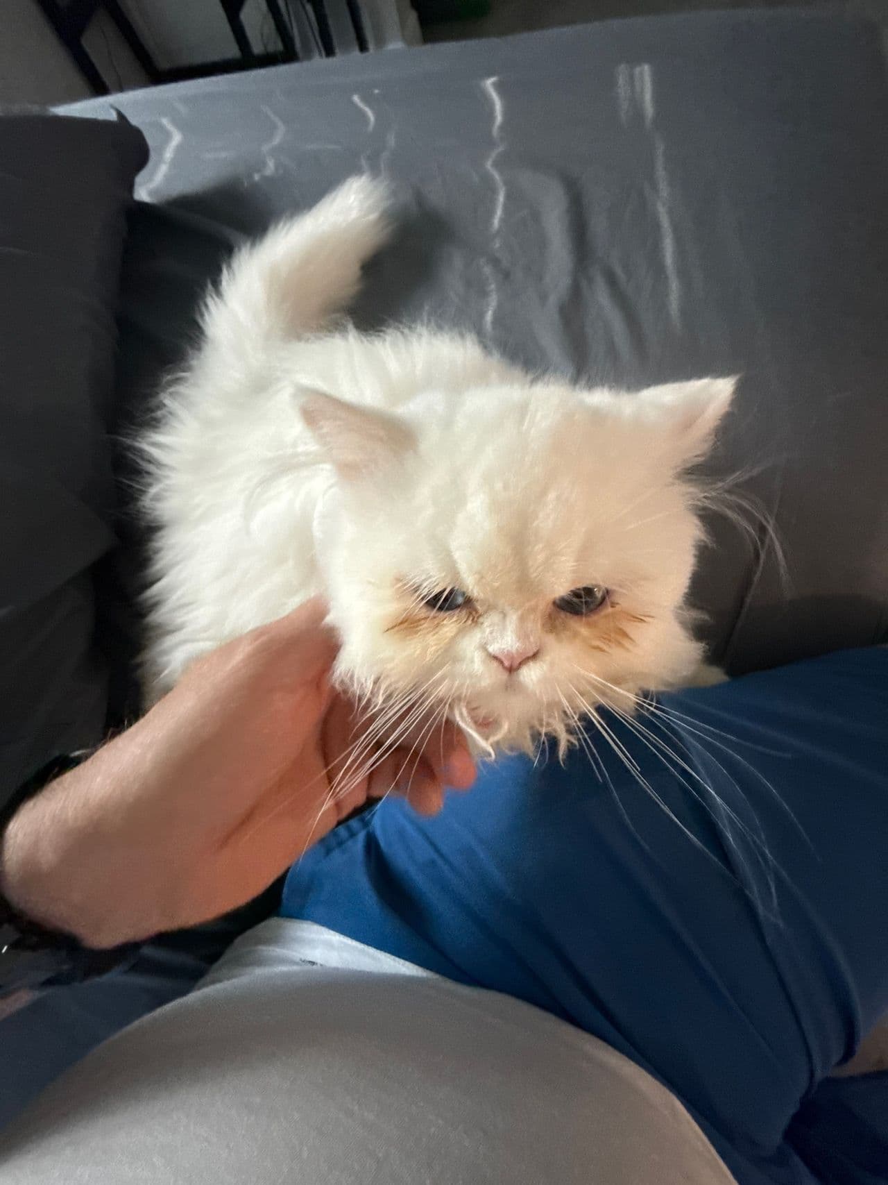 Pet travel photo 6