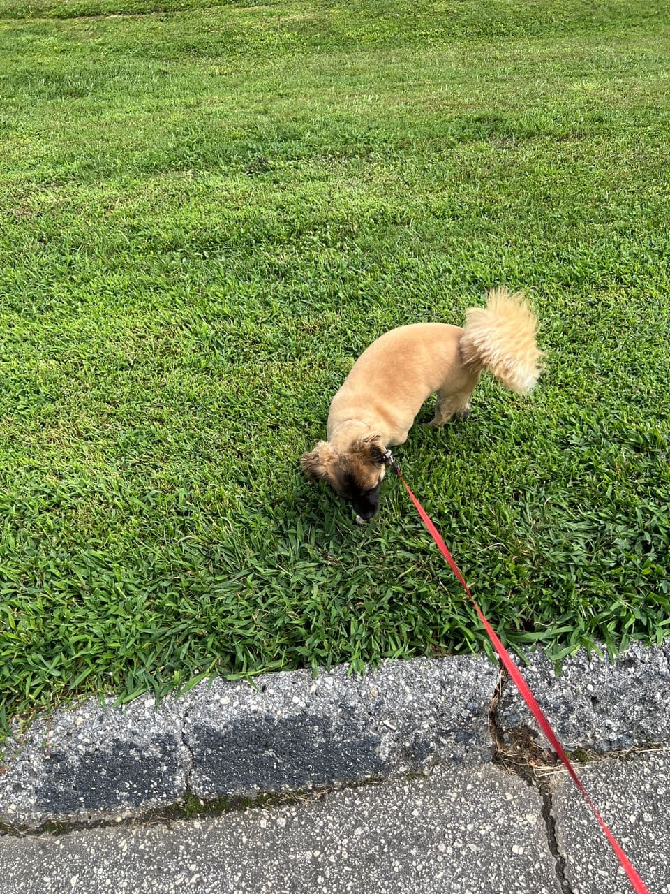 Pet travel photo 1