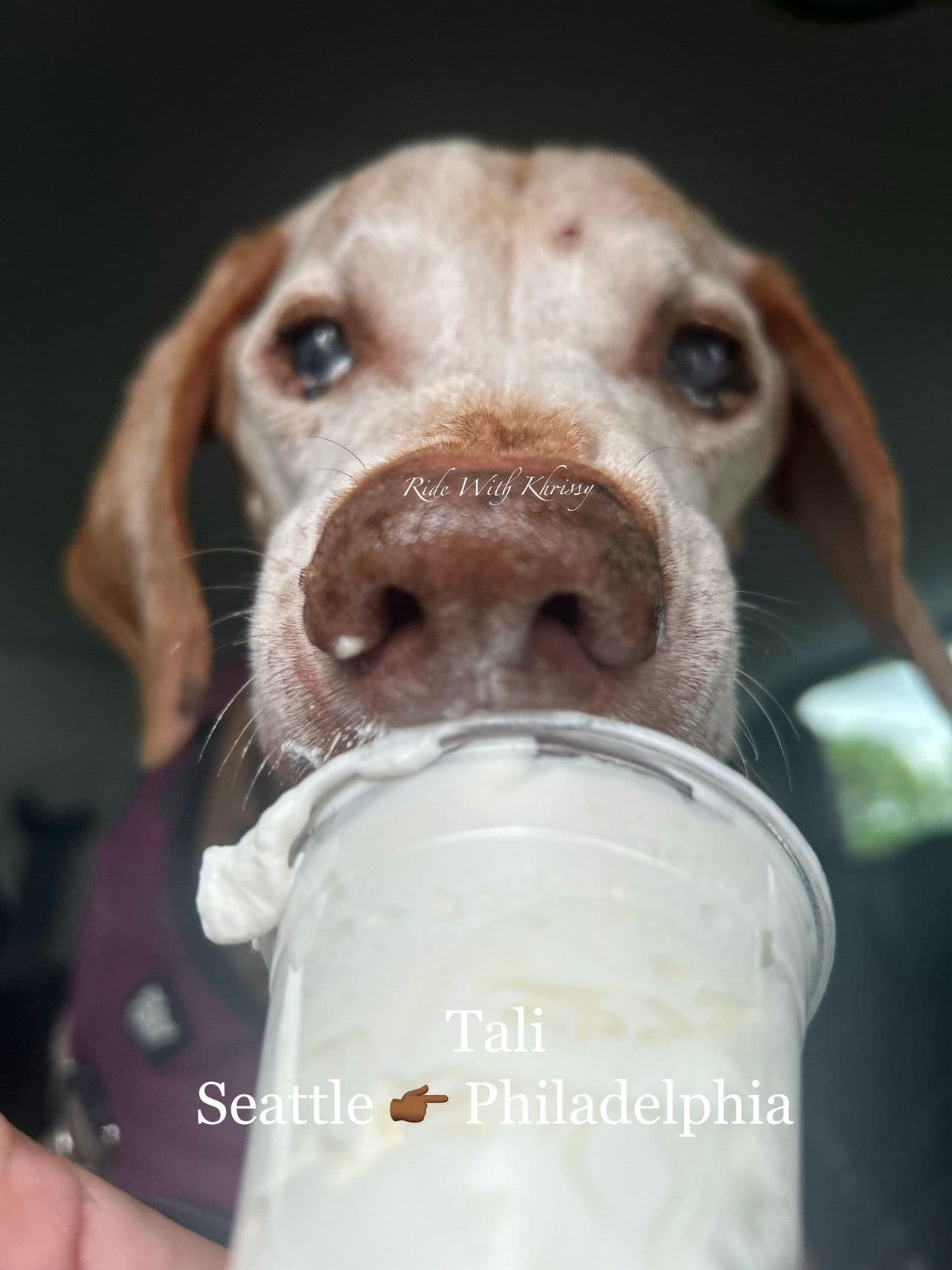 Pet travel photo 3