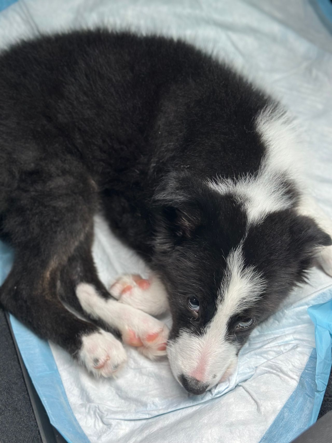 Pet travel photo 3