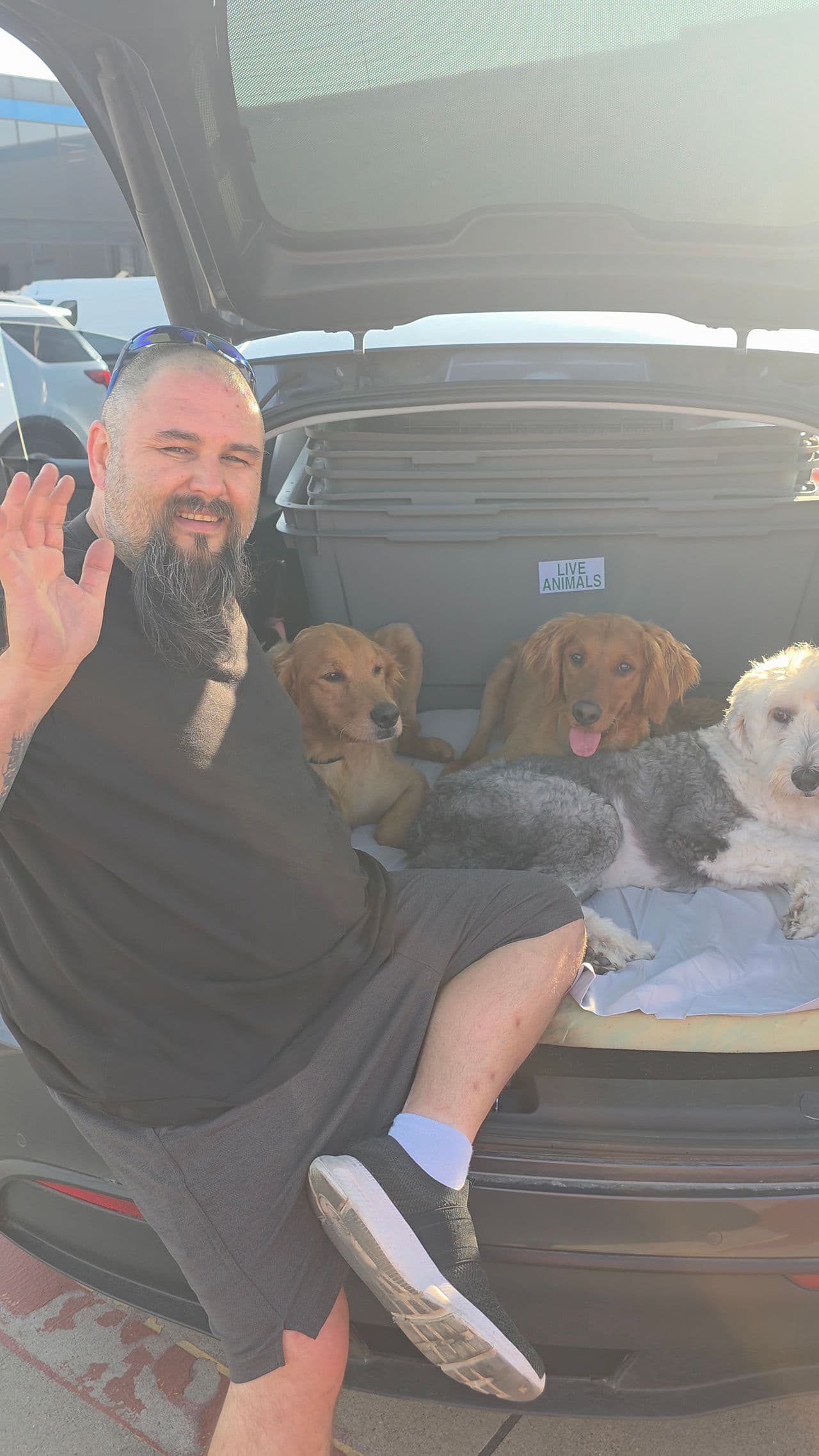 Pet travel photo 2