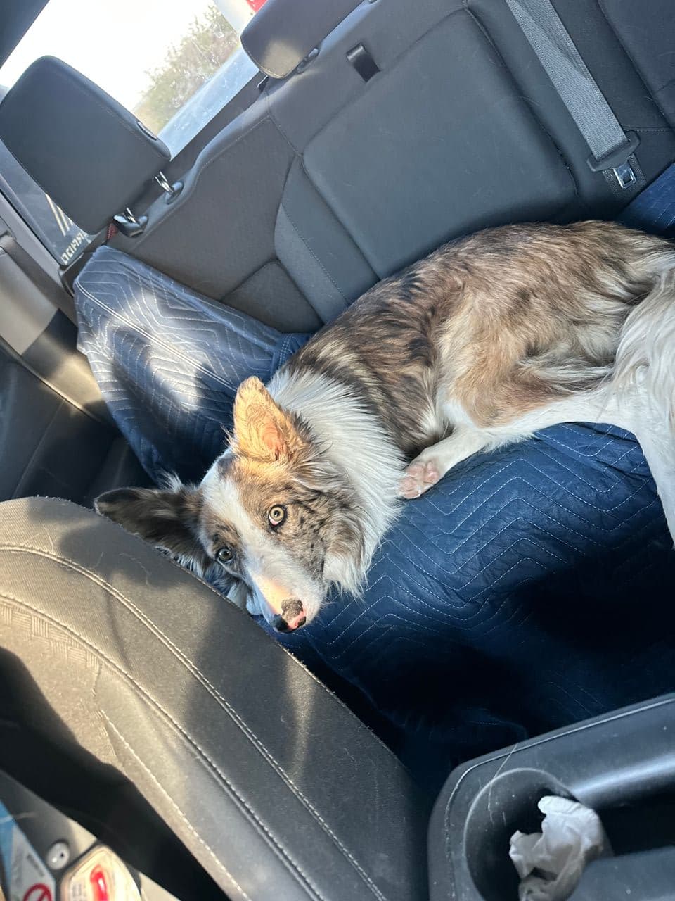 Pet travel photo 3