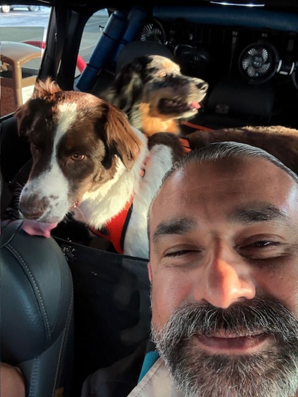 Pet travel photo 2