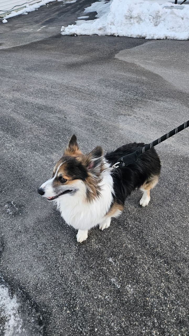 Pet travel photo 4