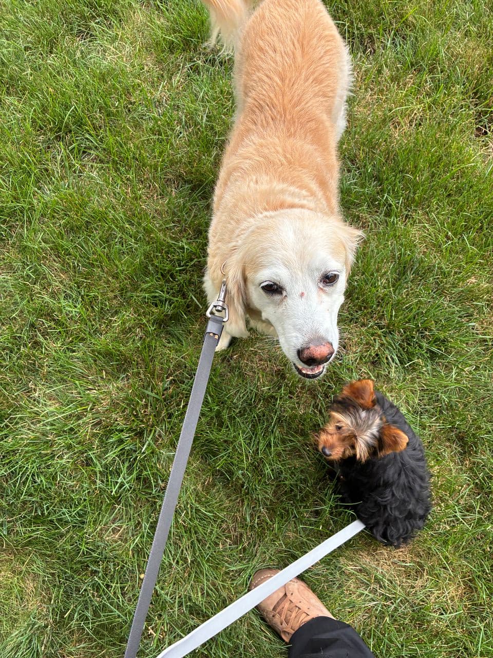 Pet travel photo 2