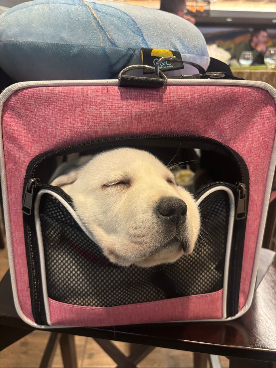 Pet travel photo 4