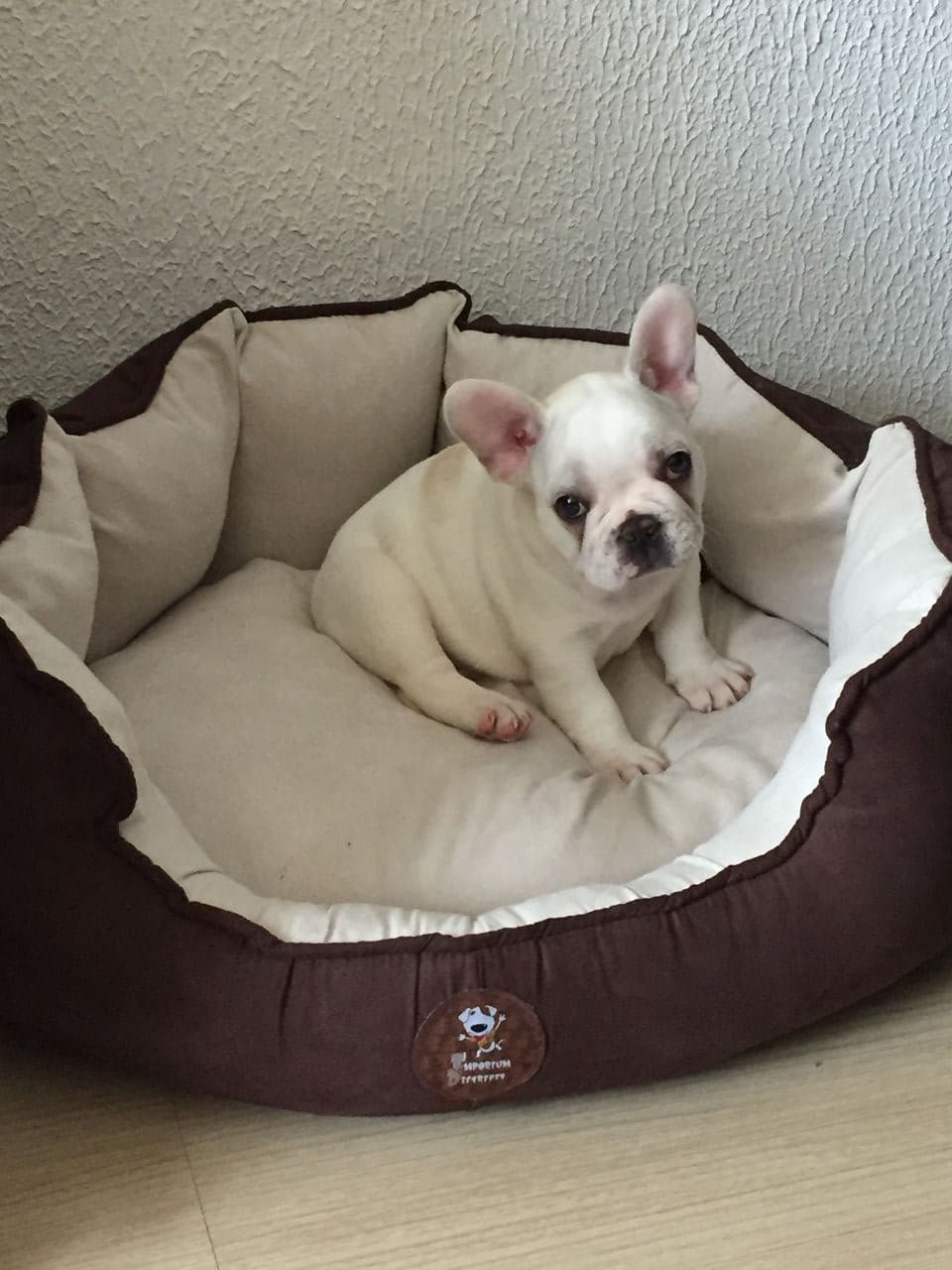 Pet travel photo 1