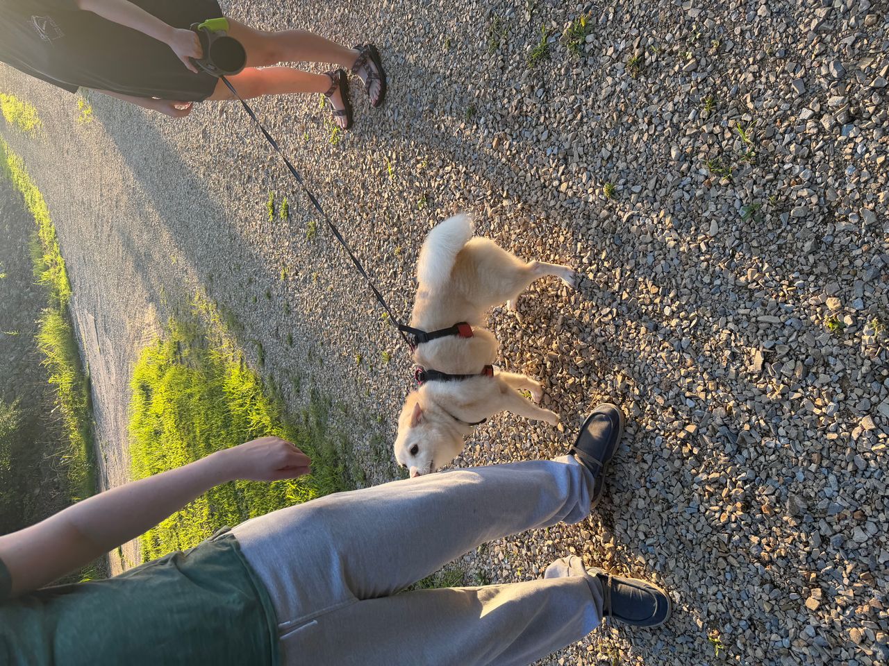 Pet travel photo 5