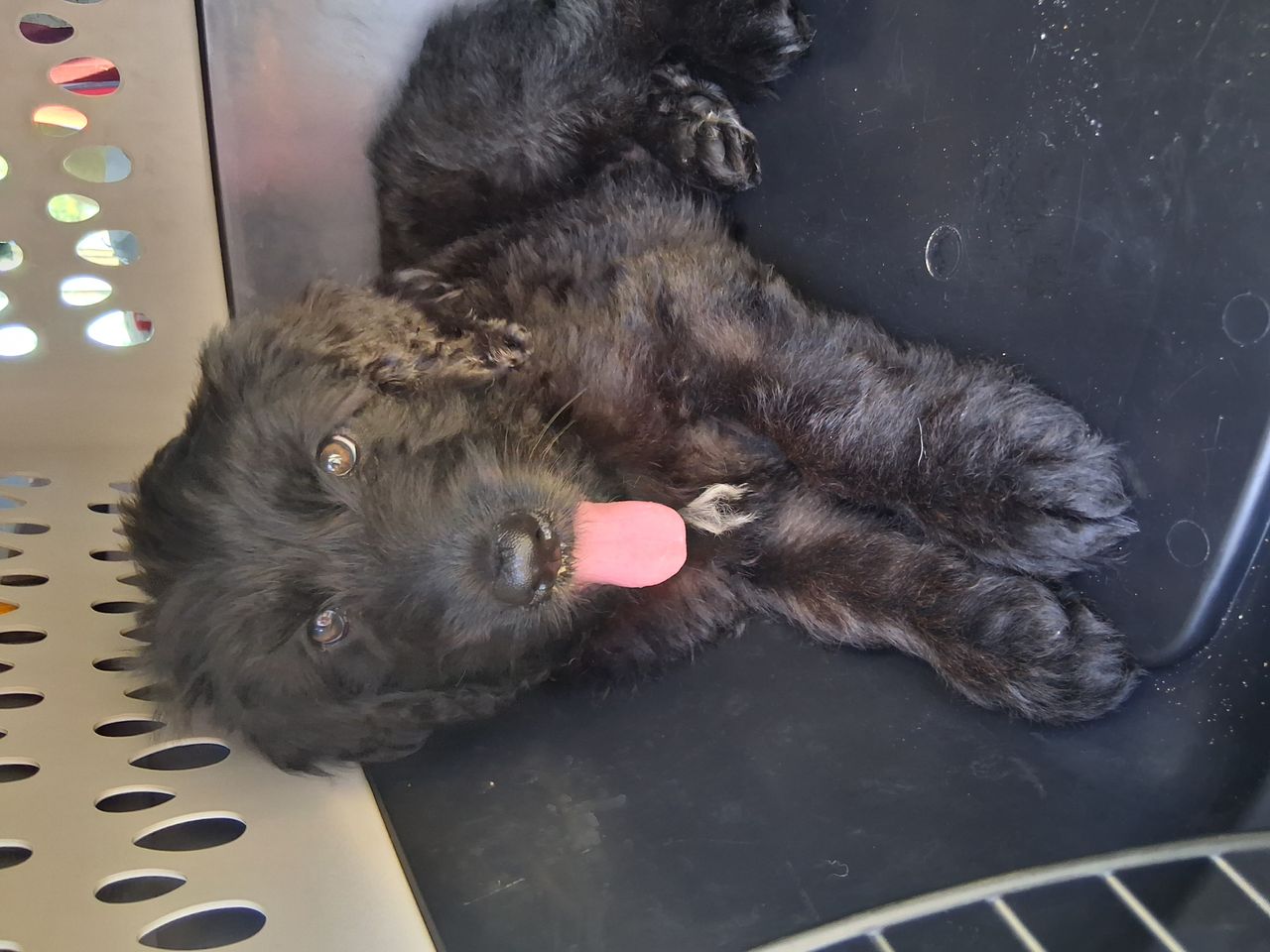 Pet travel photo 2