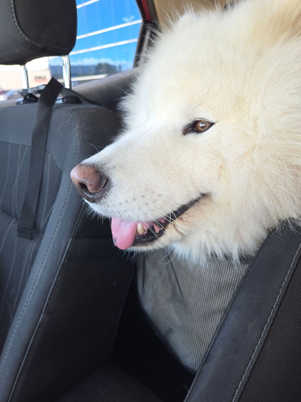 Pet travel photo 4