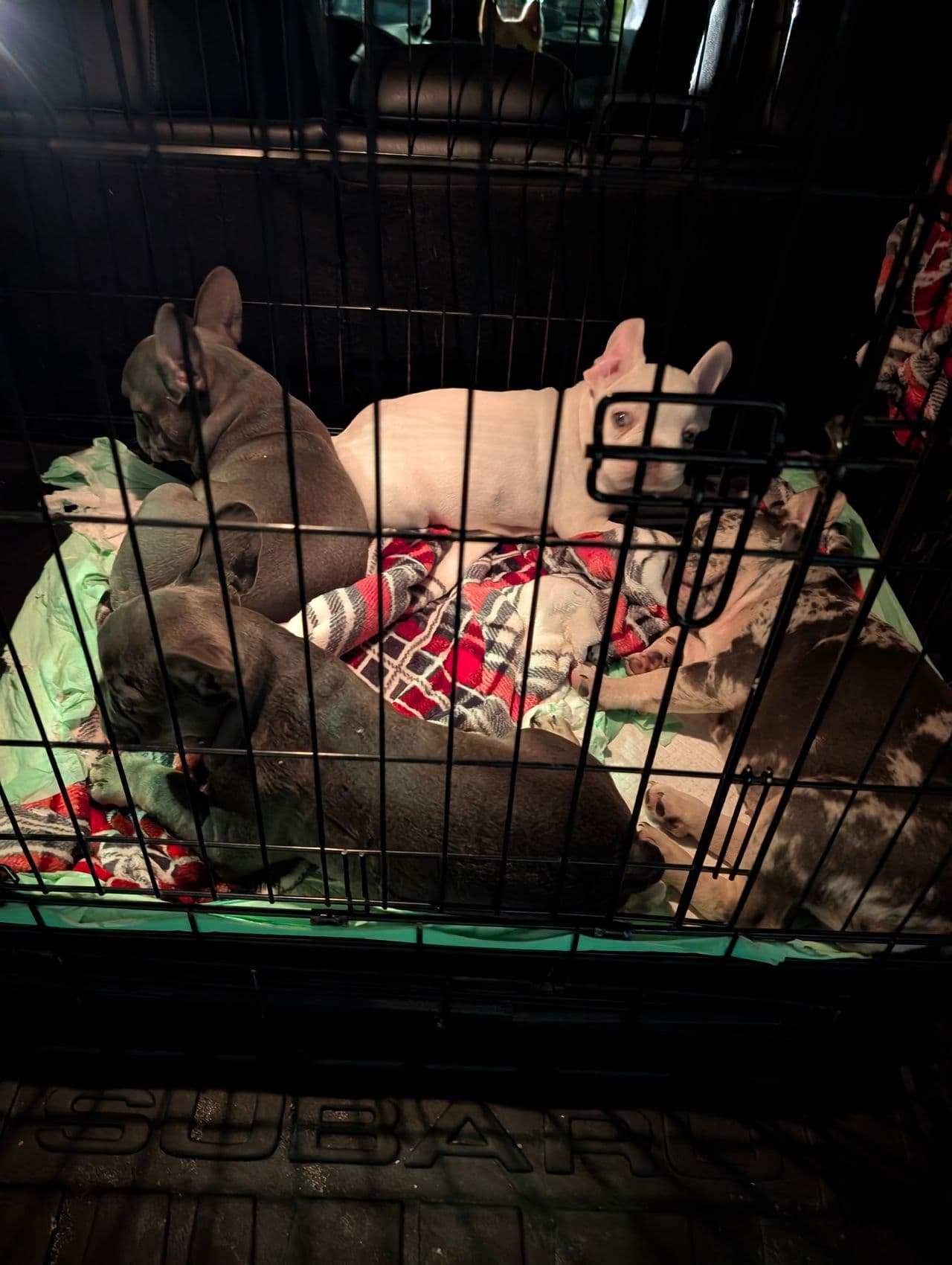 Pet travel photo 5