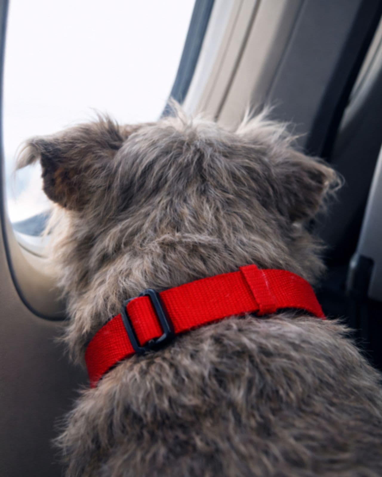 Pet travel photo 4