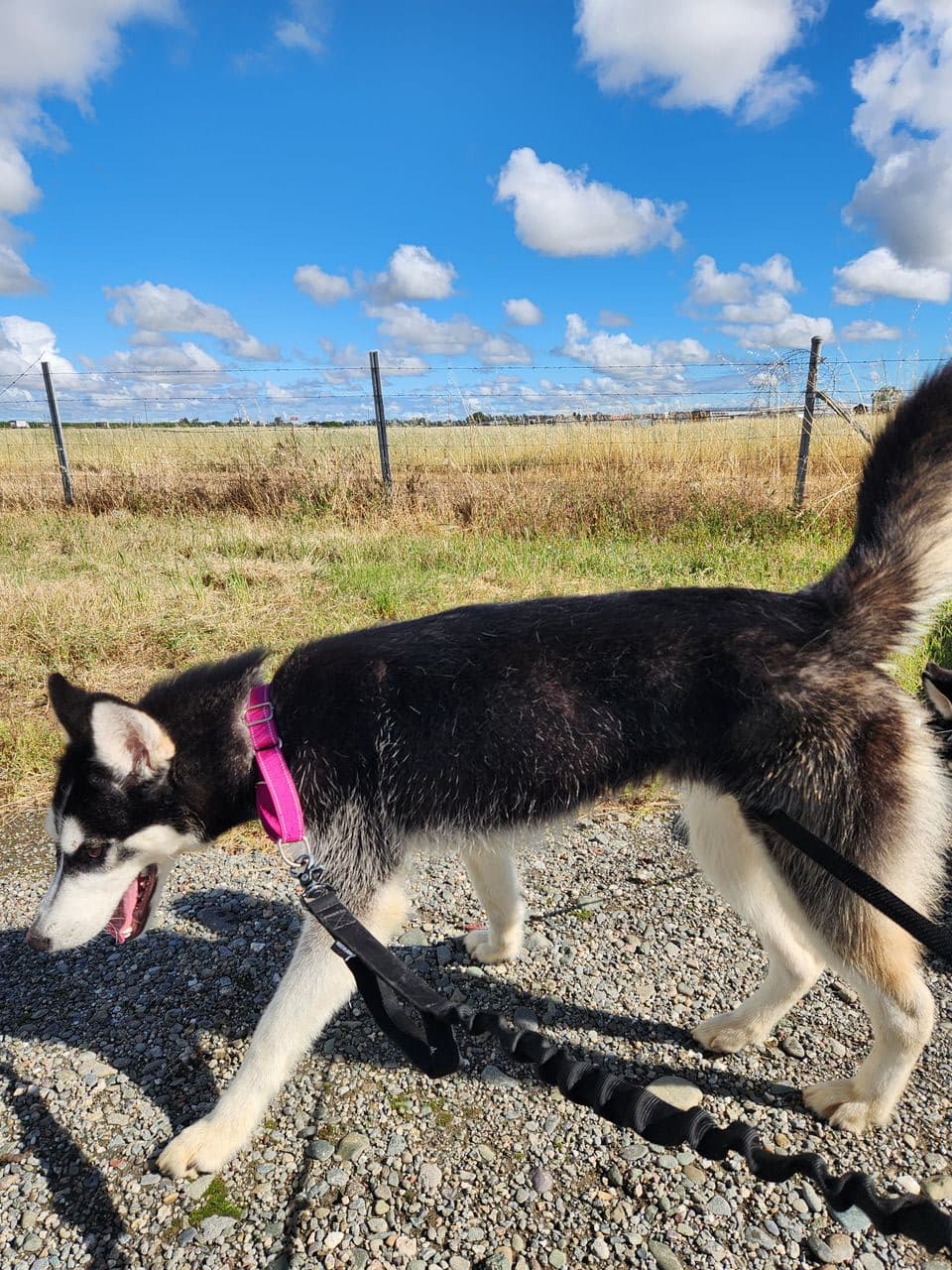 Pet travel photo 6