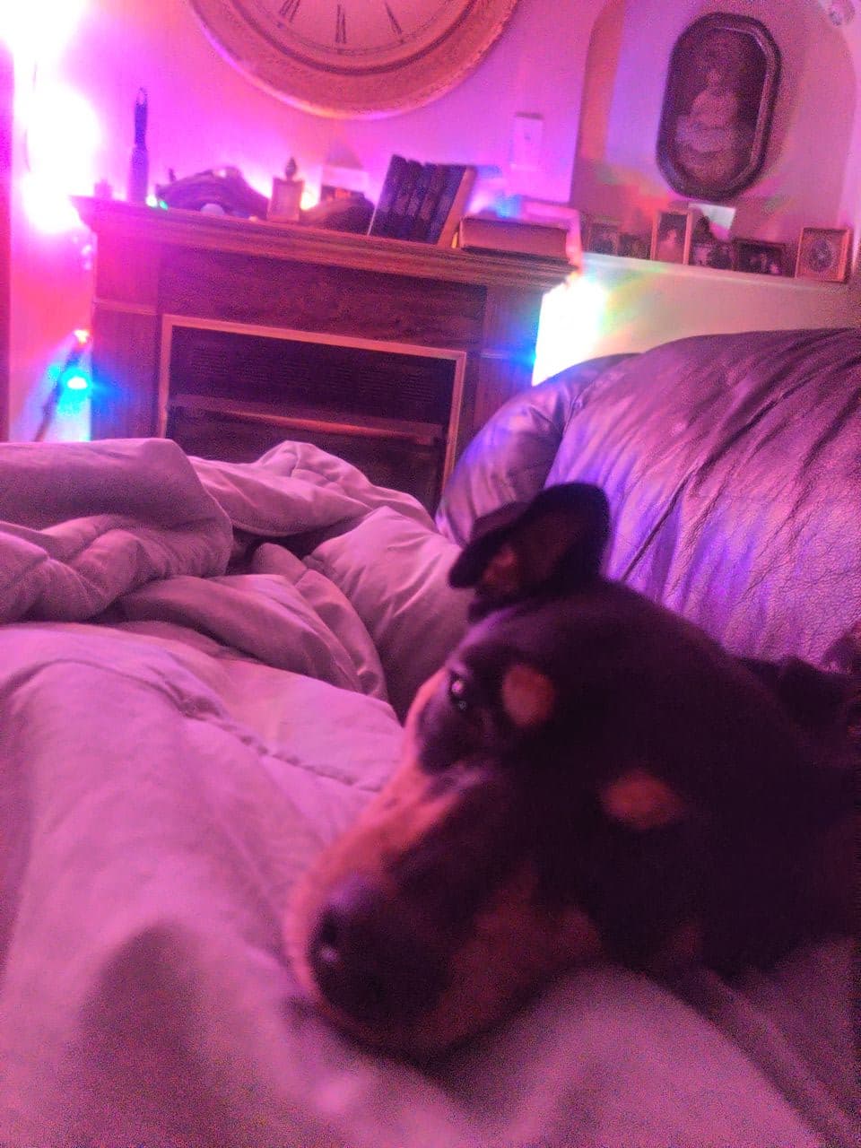 Pet travel photo 2
