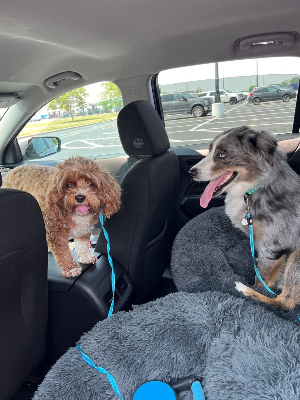Pet travel photo 6