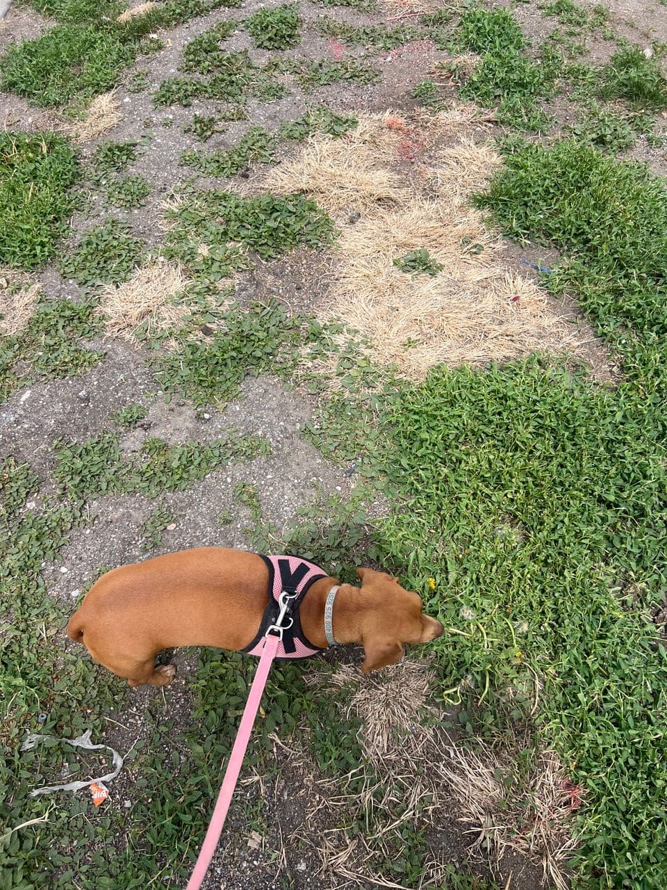 Pet travel photo 1