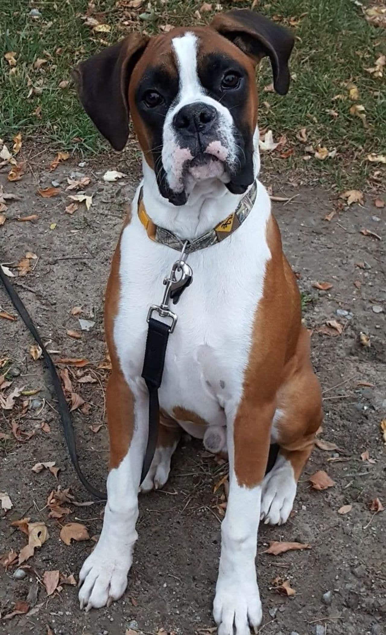 Pet travel photo 4
