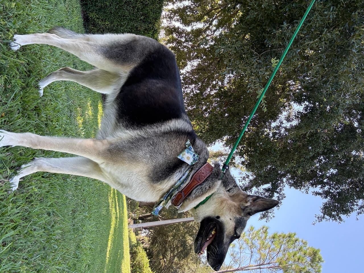Pet travel photo 1