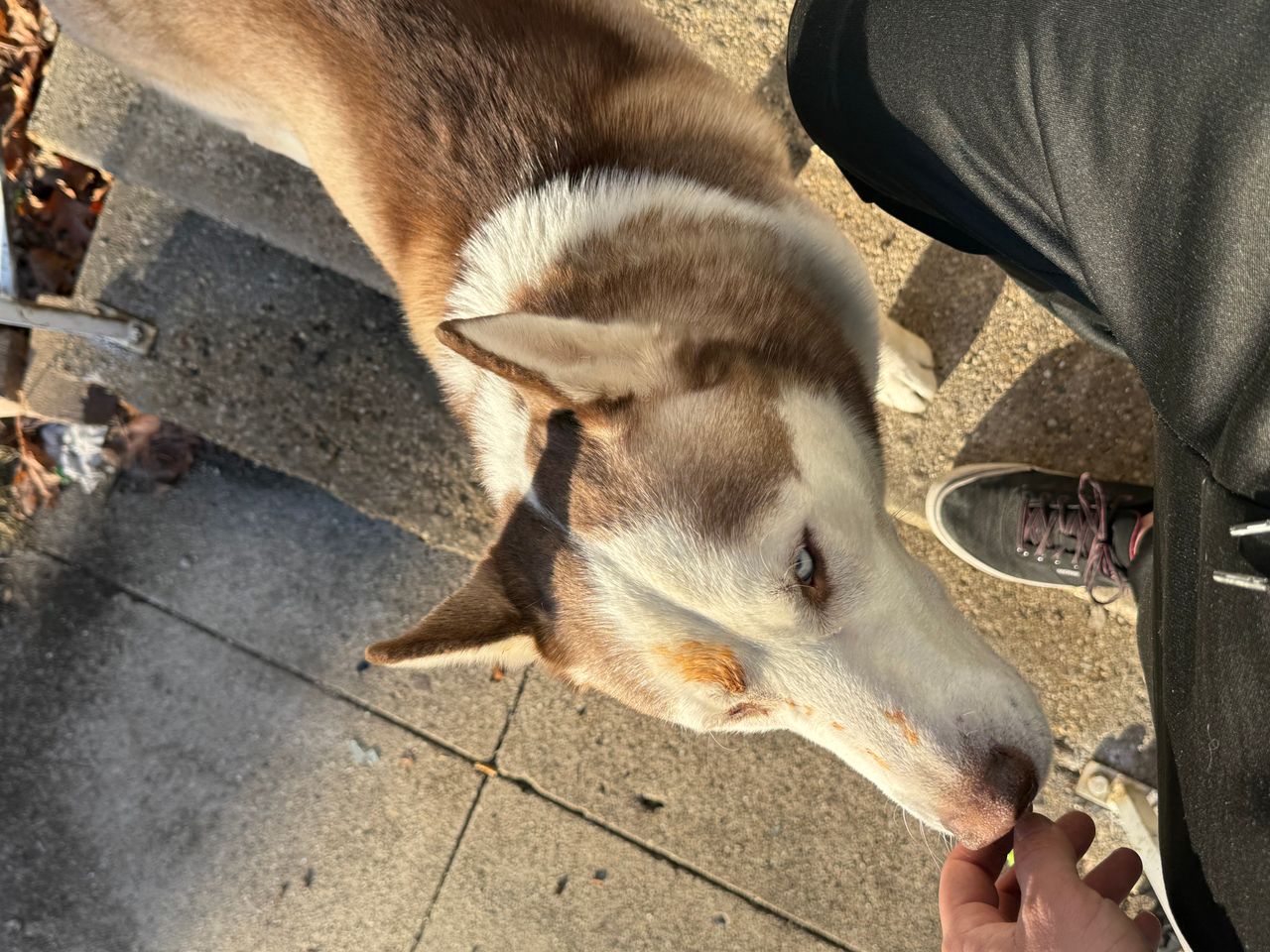 Pet travel photo 4