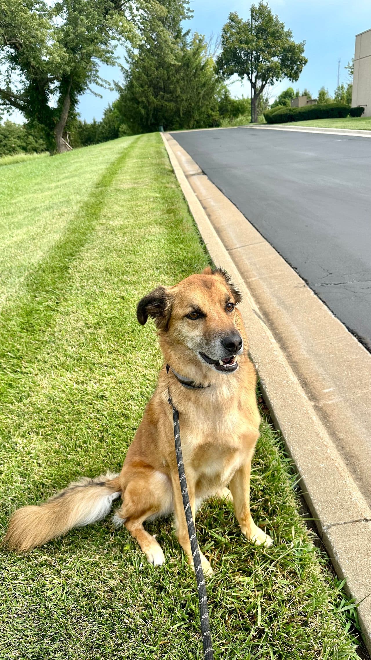 Pet travel photo 2